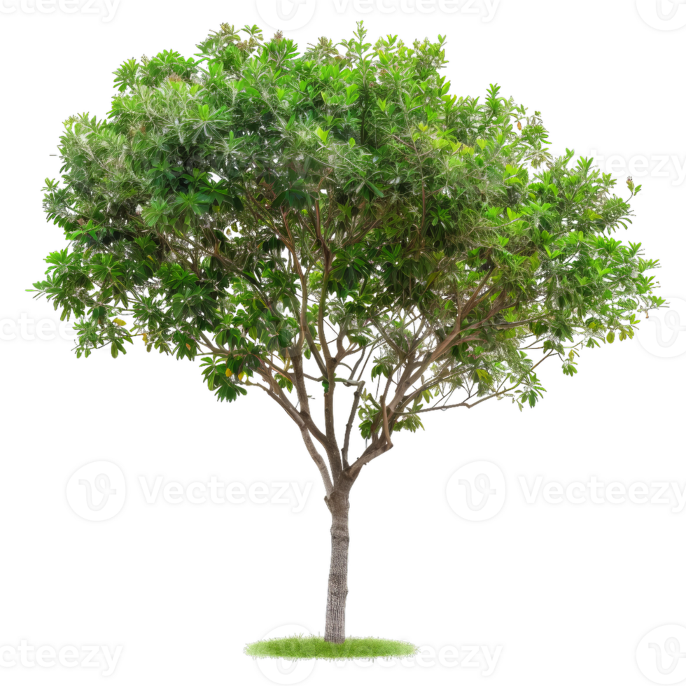 Detailed Lush Tree, Green Leaves, Branches png