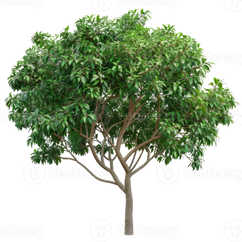 Lush Green Tree With Textured Trunk And Branches png