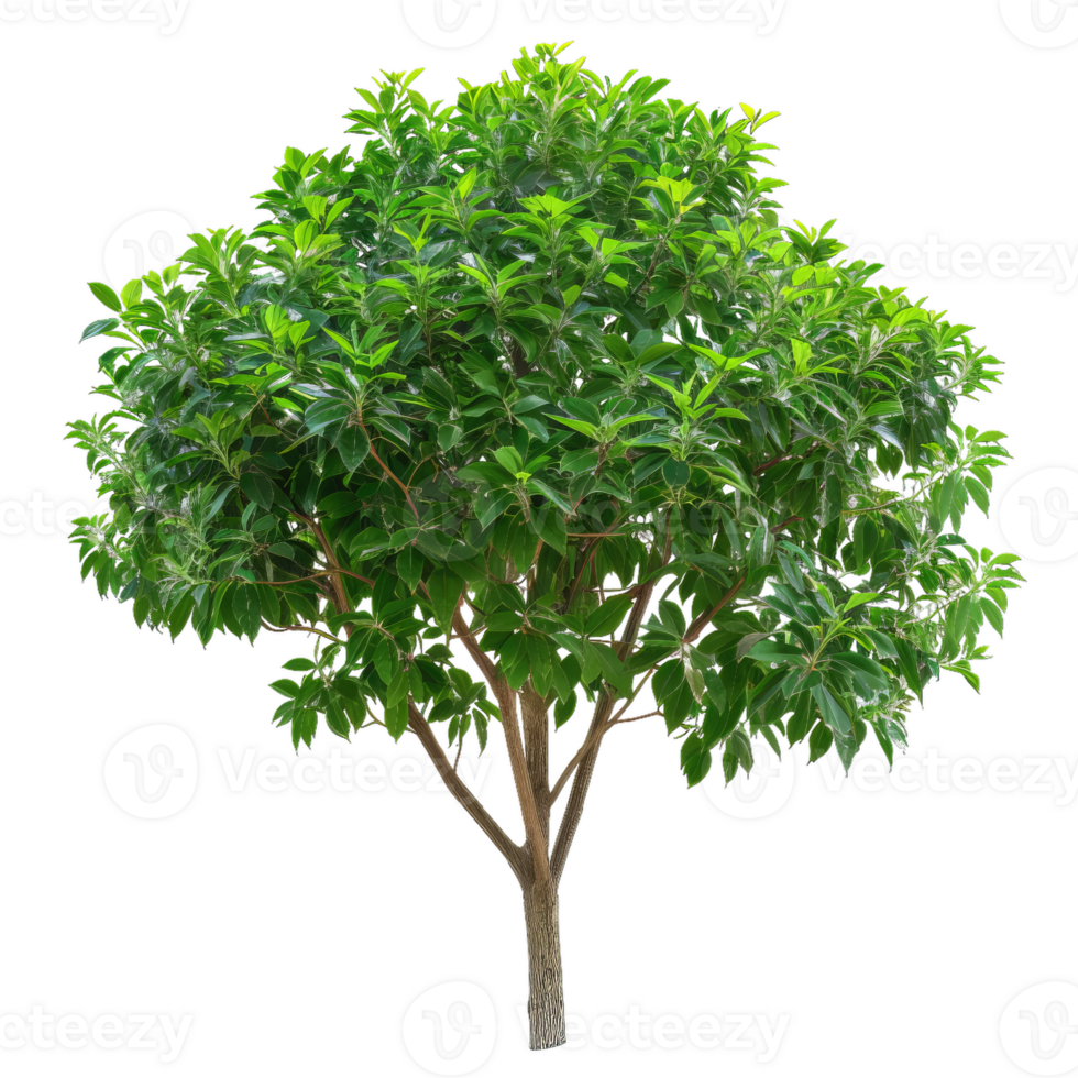 Green Tree With Leaves, Transparent png