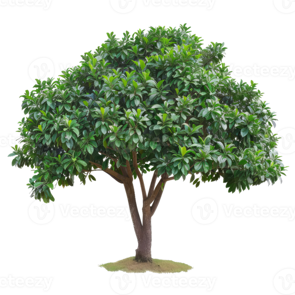 Lush Green Tree With Dense Leaves For Design Elements png