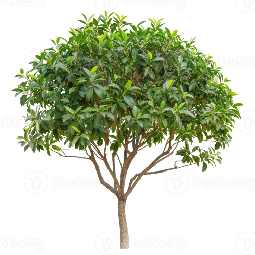 Green Tree With A Round Canopy And Branches png