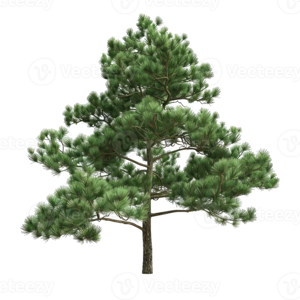 Detailed Green Pine Tree With Needle Leaves For Graphic Design png