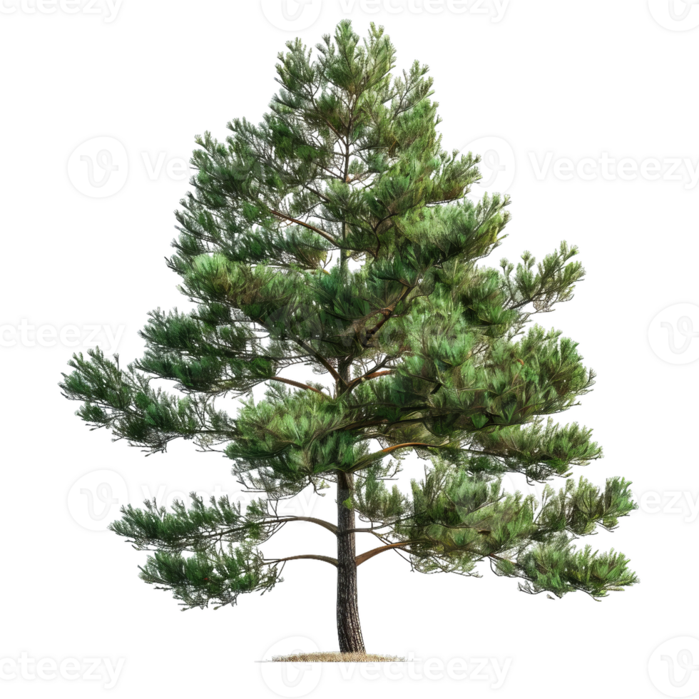 Detailed Evergreen Tree Illustration, Transparent Background png