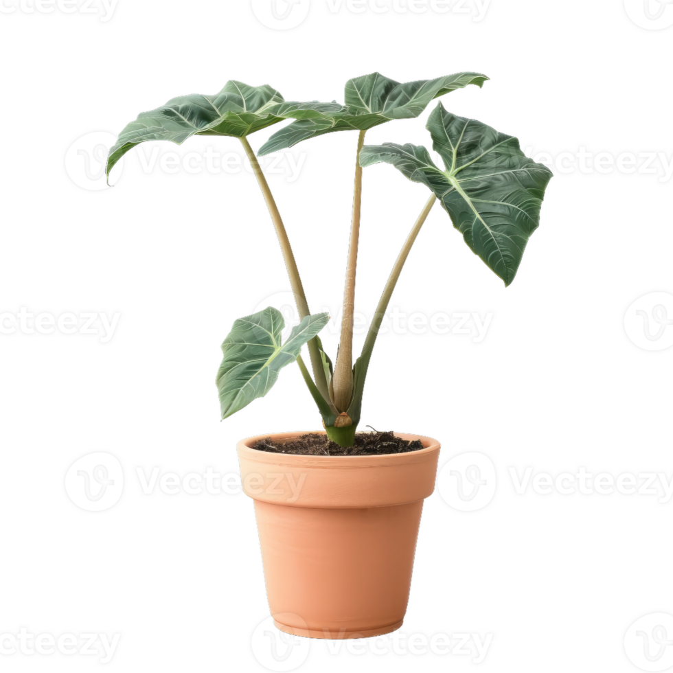 Alocasia Plant In Clay Pot, Tropical Houseplant, Exotic Indoor Plant, Green Leafy Plant, Decorative Plant png