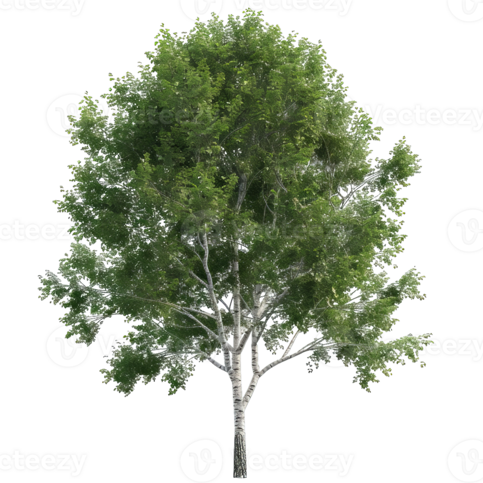 Full Tree With Green Leaves, Summer Birch png