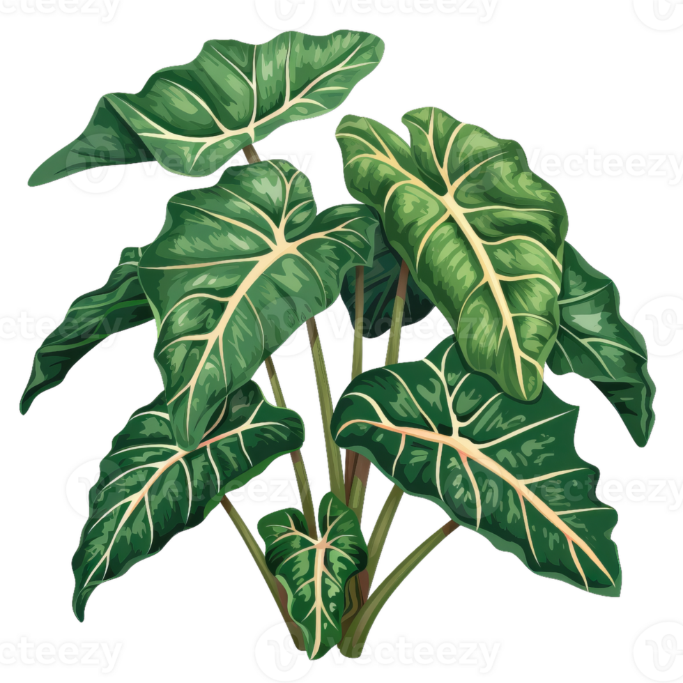 Alocasia Plant Illustration, Tropical Foliage, Green Leaves png