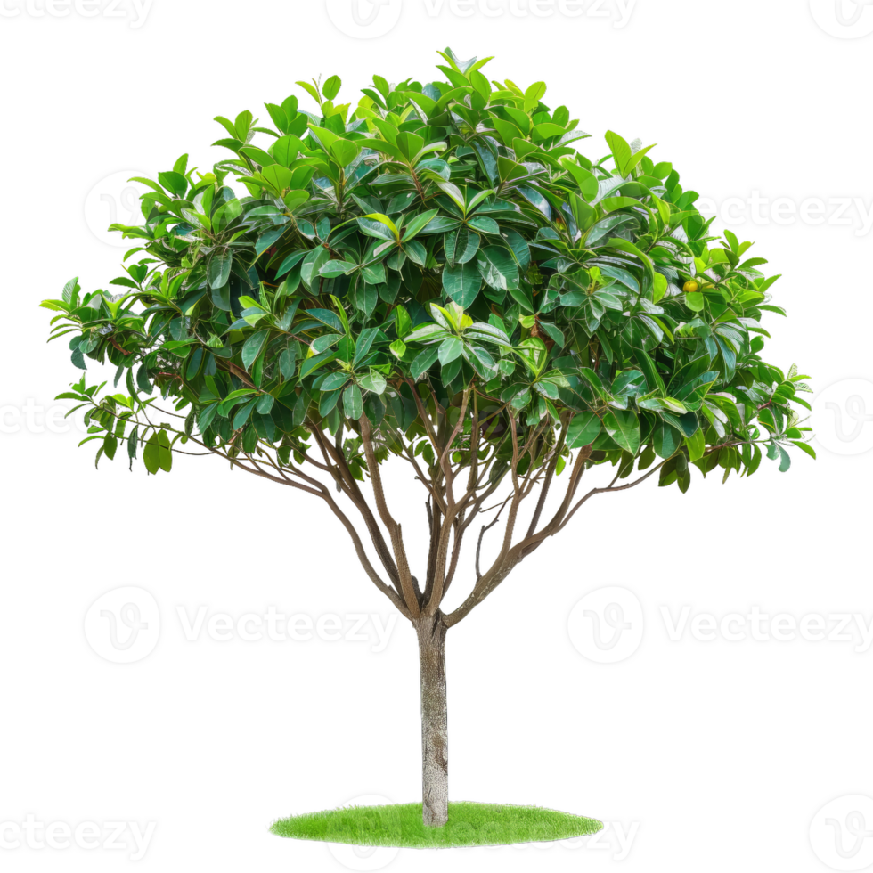 Beautiful Young Tree With Green Leaves On Transparent Background png