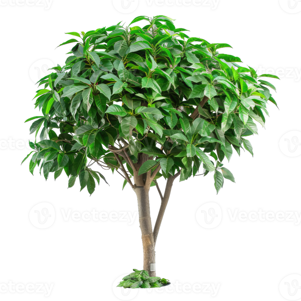 Small Round Green Tree With Dense Foliage png