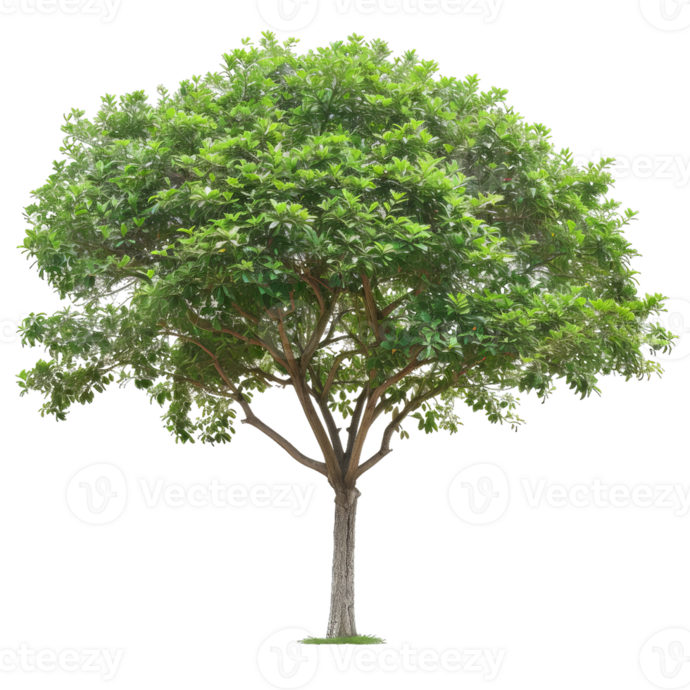 Detailed Single Tree Image With Transparent Background png