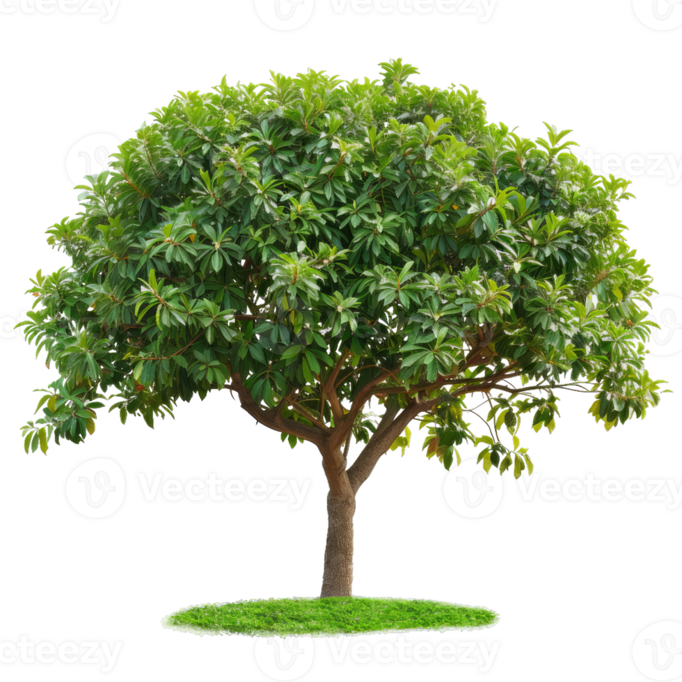 Vibrant Green Tree With Lush Foliage, Transparent png