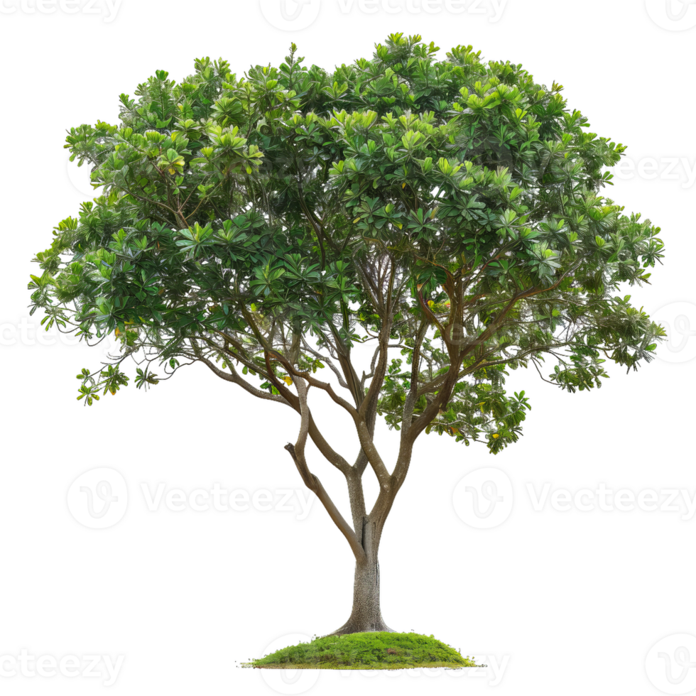 Lush Green Tree With Intricate Branching For Design Elements png