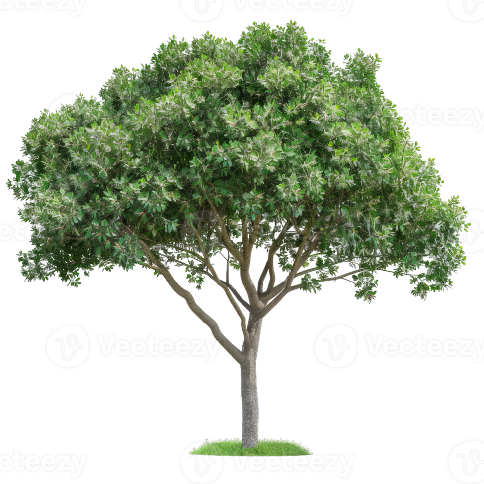 Green Tree With Dense Leaves And Visible Branches png