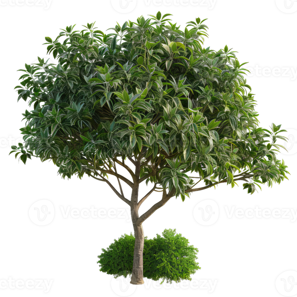 Green Leaved Tree And Bush, Botanical Illustration, Natural Flora Element png