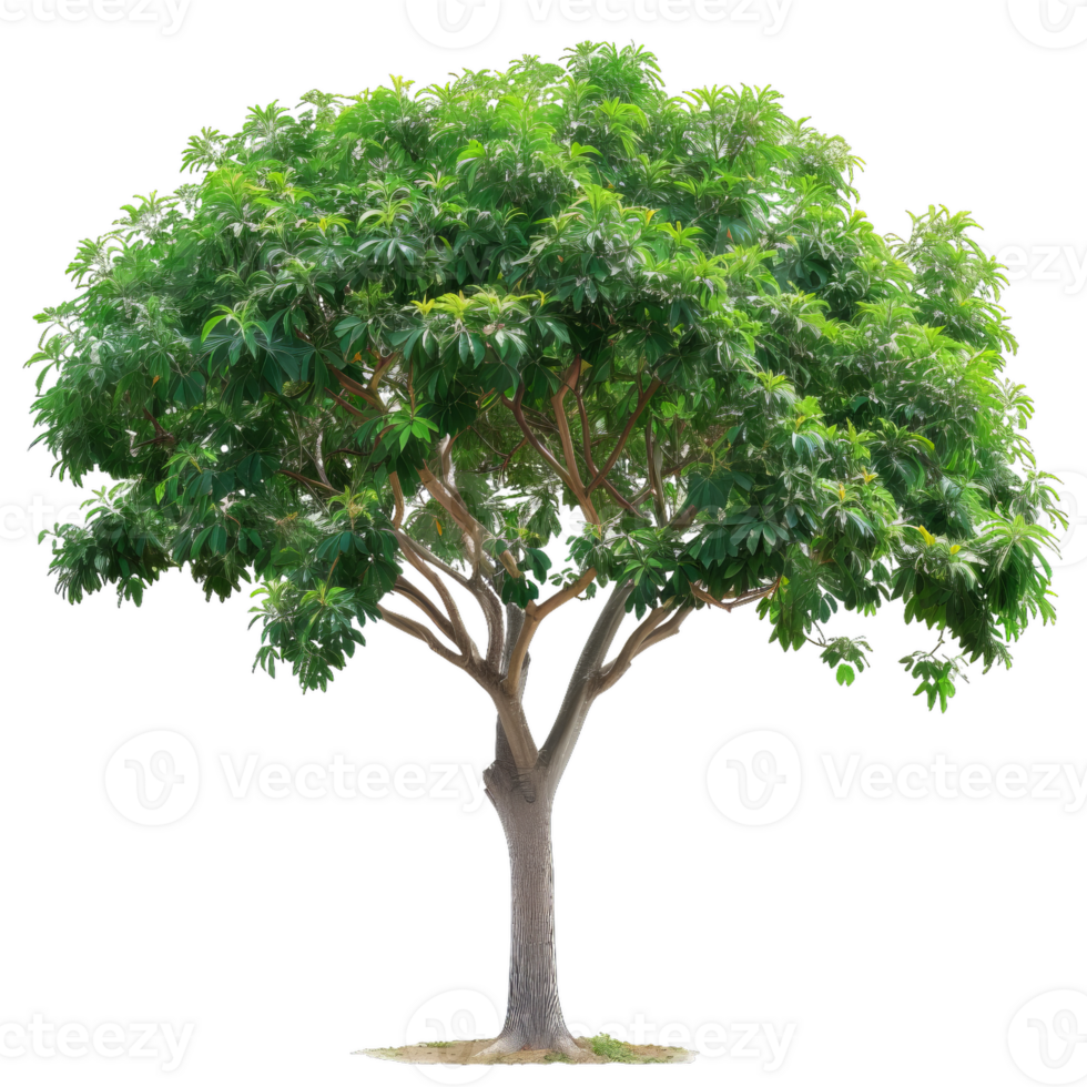 Green Leafy Tree, Lush Foliage, Nature Element png