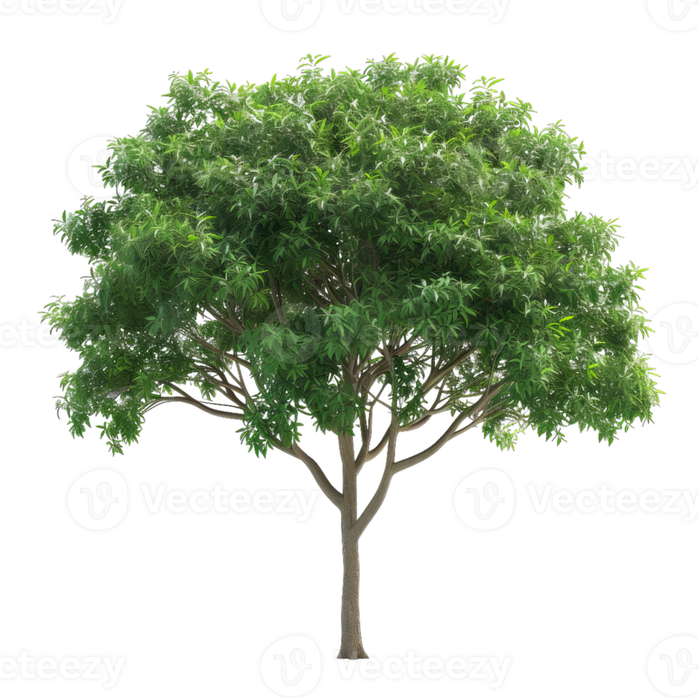 Detailed Tree With Green Leaves - Isolated Botanical Element png