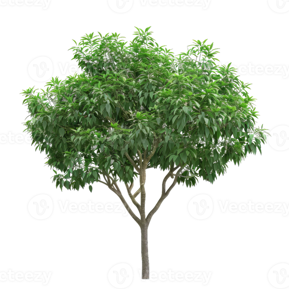Detailed Tree With Green Foliage And Branching Trunk png