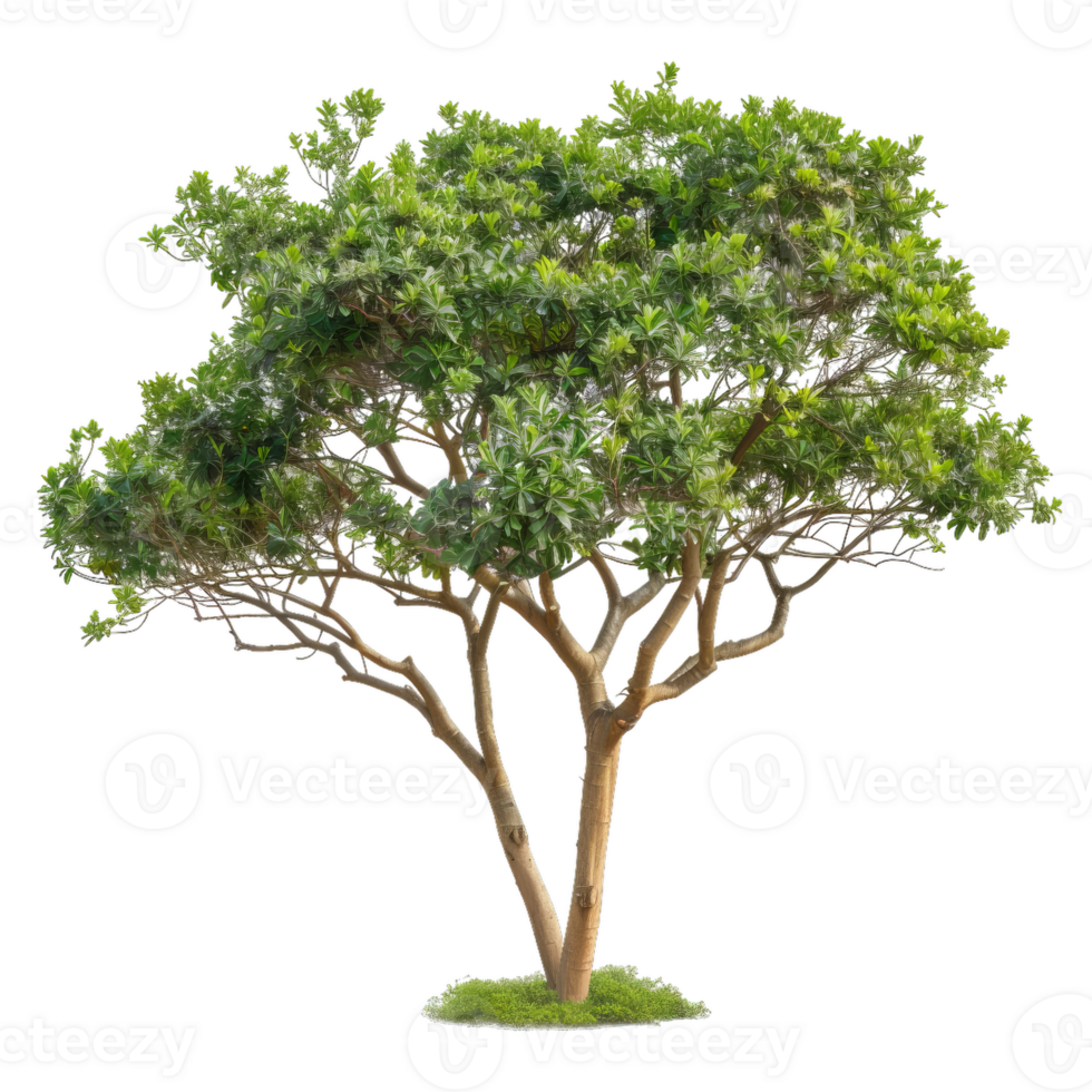 Green Lush Tree With Transparent Background For Compositing png