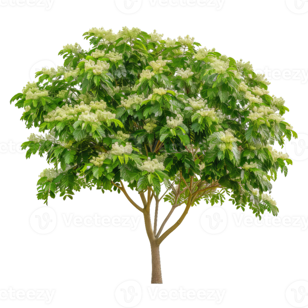 Blooming Tree With Green Leaves And White Flowers, Springtime Season png