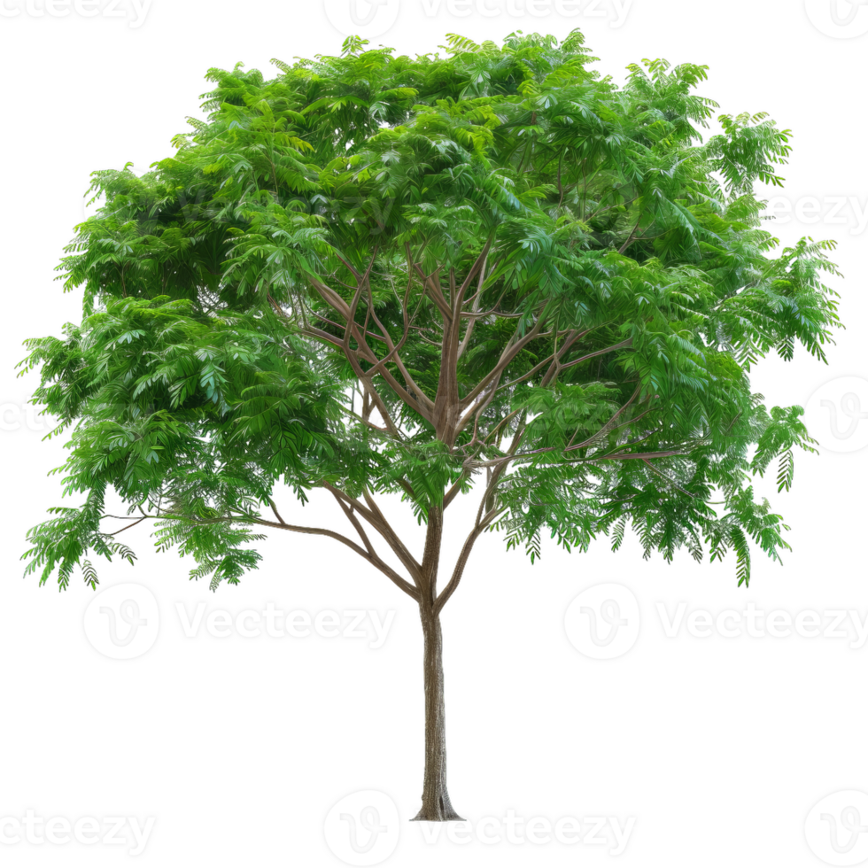 Green Leaf Tree, Lush Foliage, Transparent png