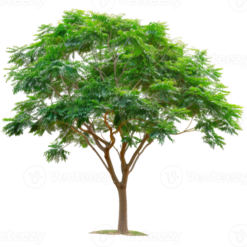Tree With Green Leaves, Isolated Full Tree Image png