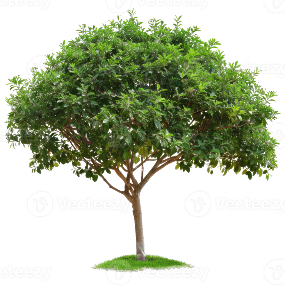 Green Tree With Fresh Leaves Isolated, Nature Element png