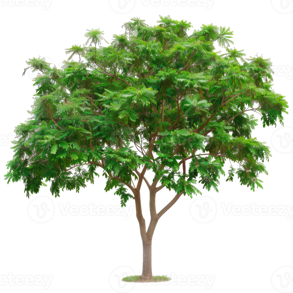Vibrant Green Tree With Lush Foliage For Creative Design png