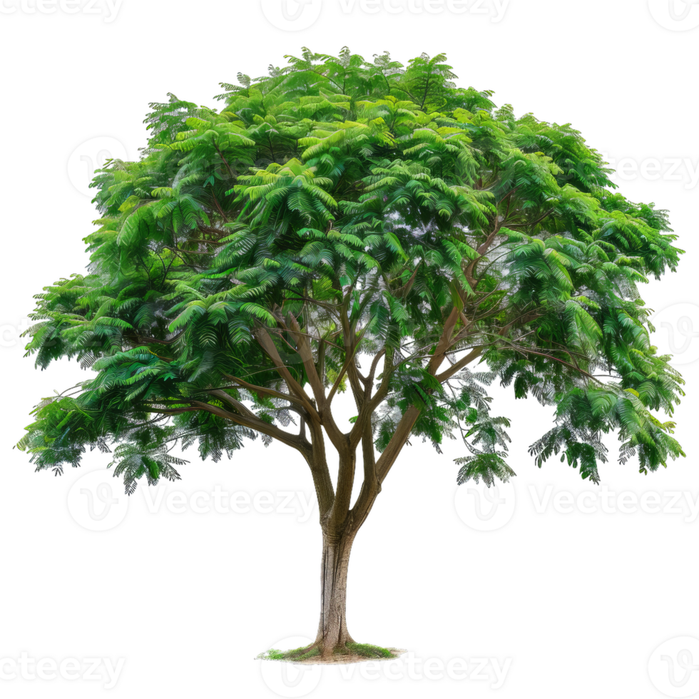 Green Leaf Tree With Transparent Elements For Creative Design png