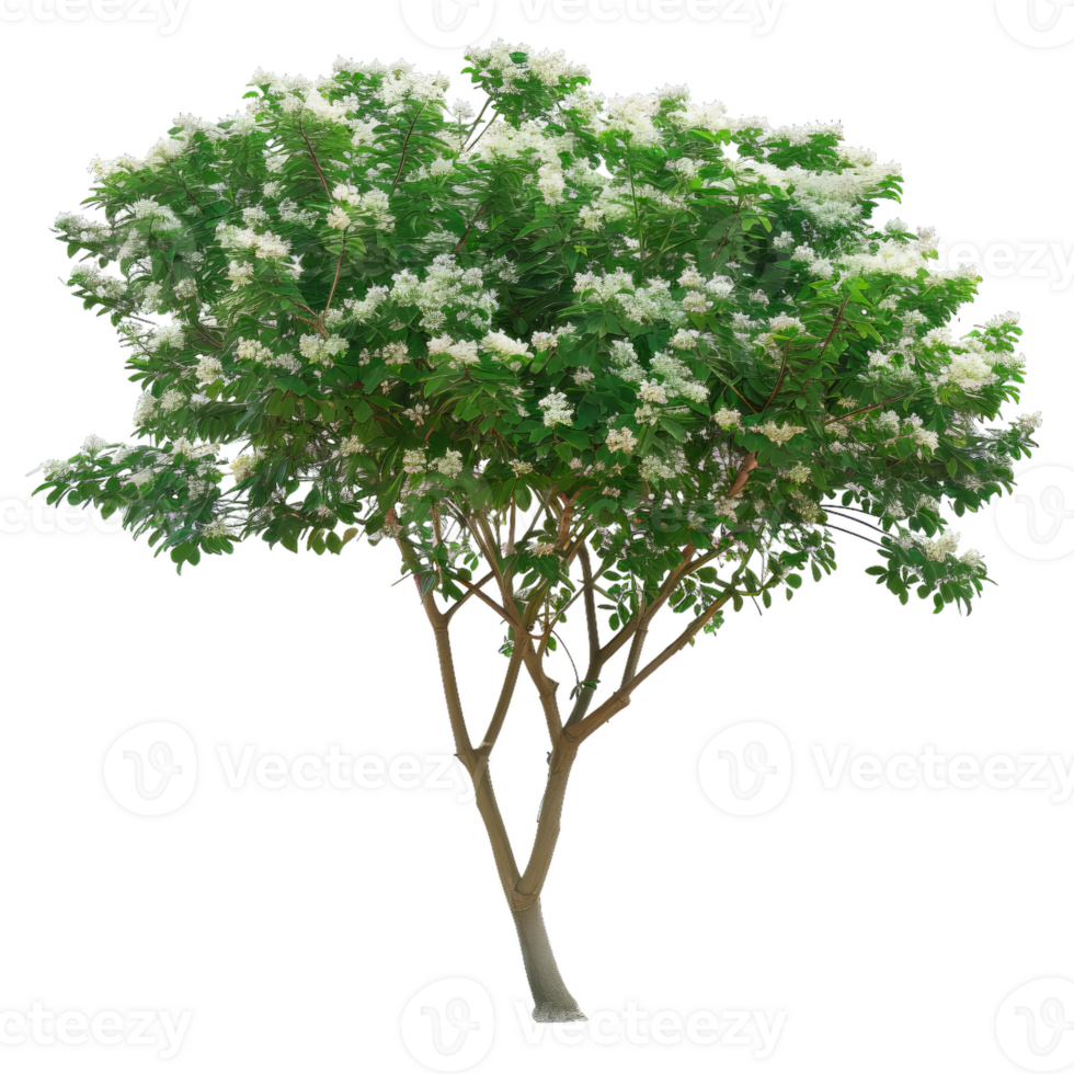 Flowering Tree With Green Leaves And White Flowers, Botanical Element png
