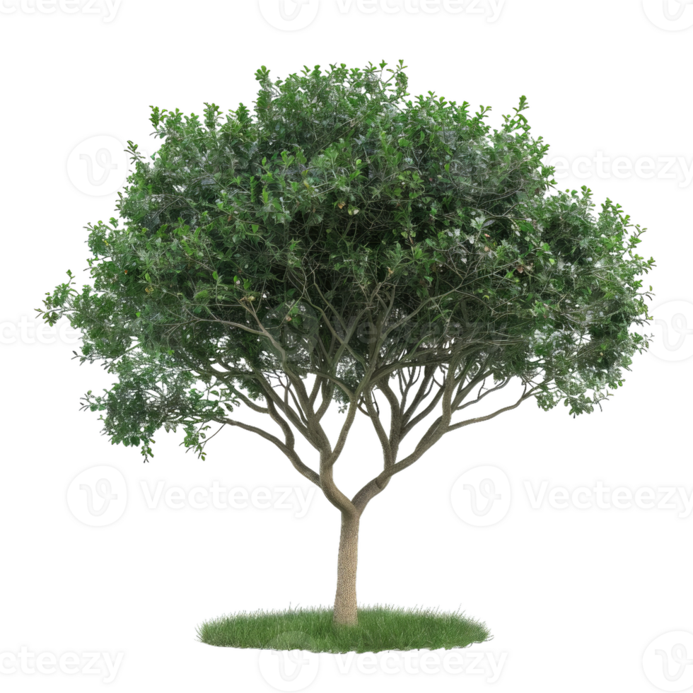 Detailed Tree Illustration With Green Foliage And A Natural Trunk Design png