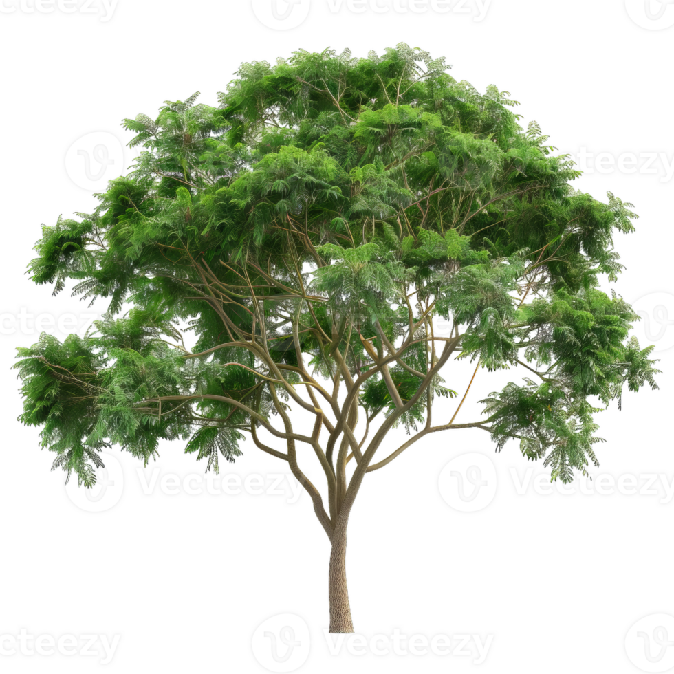 Majestic Green Tree With Lush Foliage png
