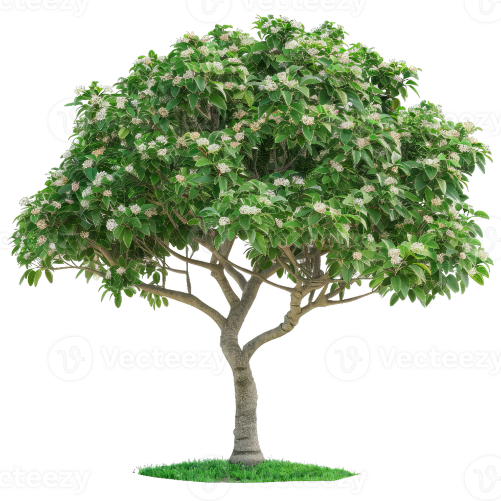 Blooming Spring Tree With White Flowers And Lush Green Leaves png