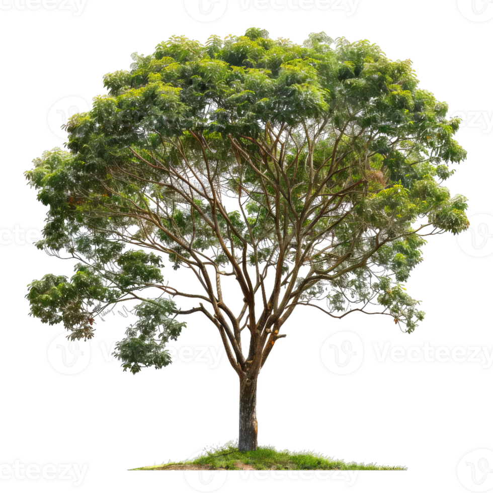 Mature Tropical Tree With Lush Green Canopy png