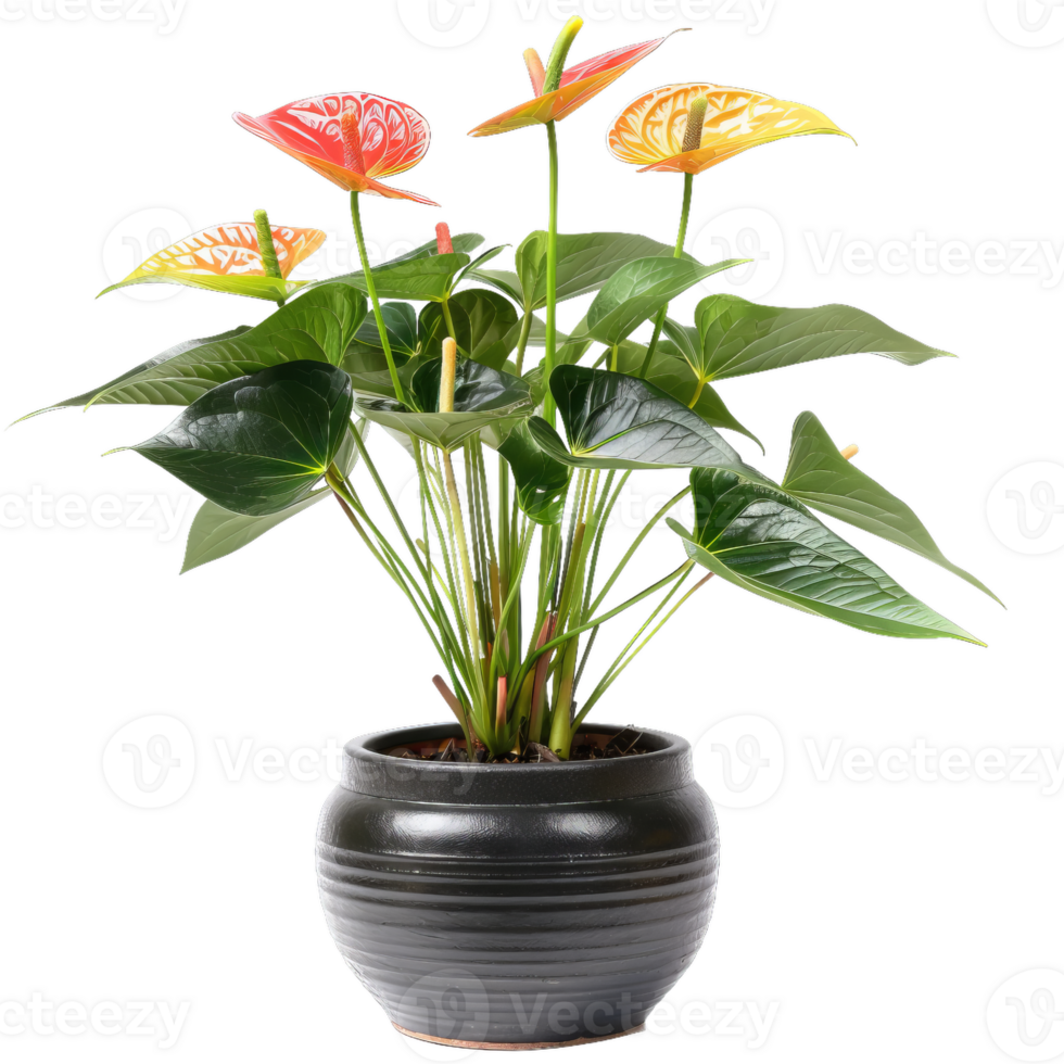 Anthurium Plant In Pot With Colorful Blooms And Lush Green Leaves, Tropical Houseplant png