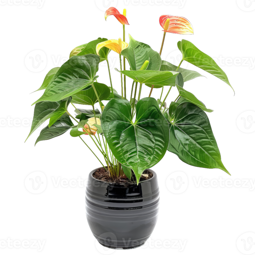 Vibrant Anthurium Plant In Ceramic Pot With Transparent Background png