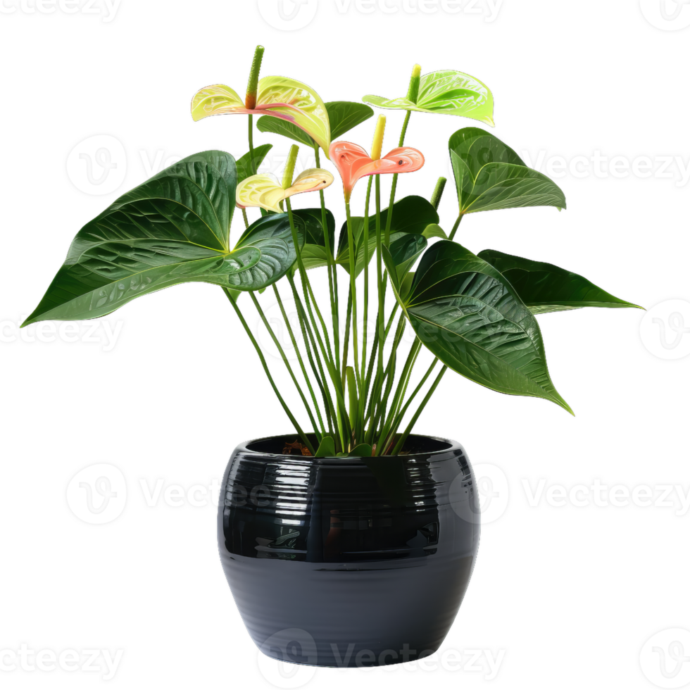 Elegant Anthurium Plant Displayed In Glossy Pot png