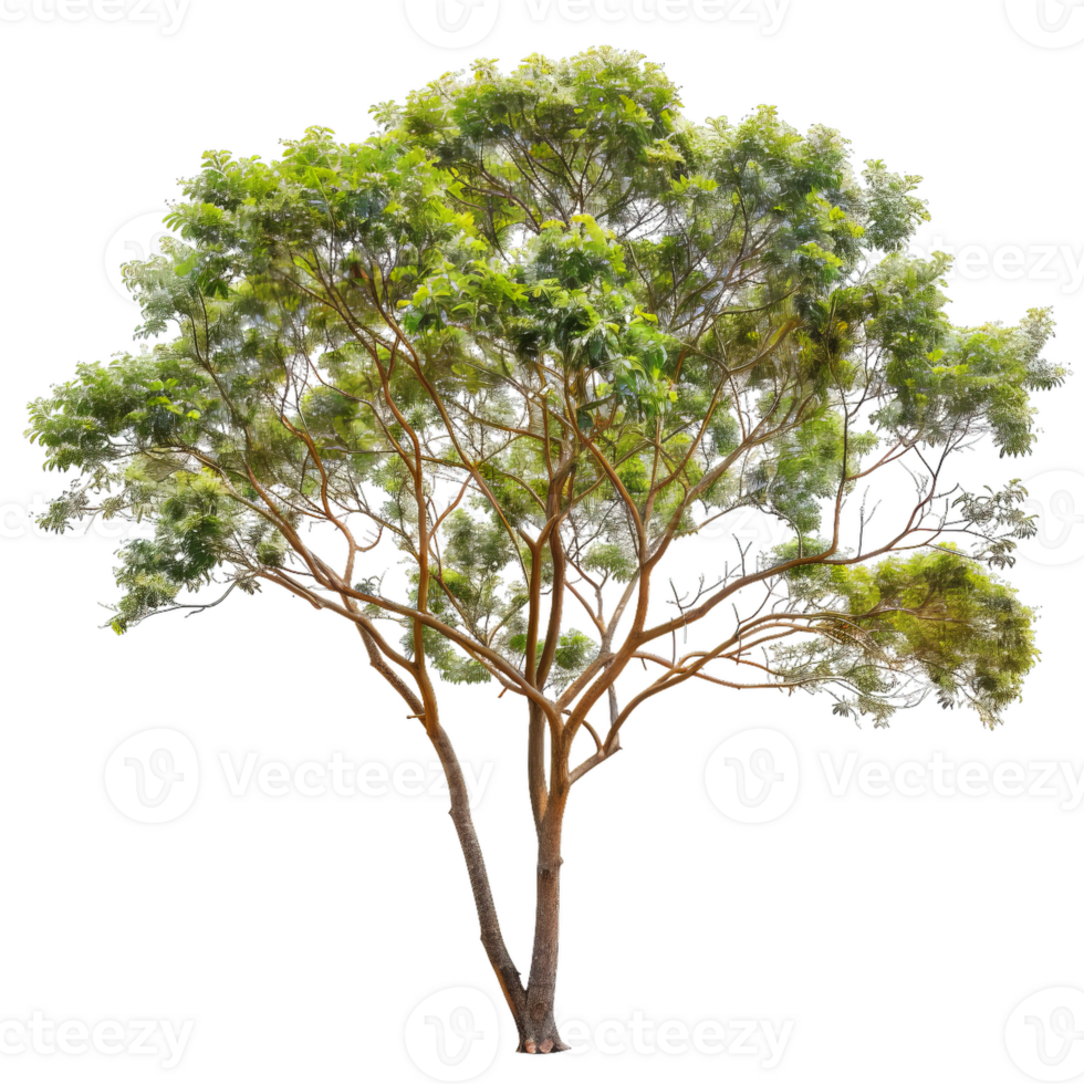 Deciduous Tree With Lush Green Leaves, Transparent png