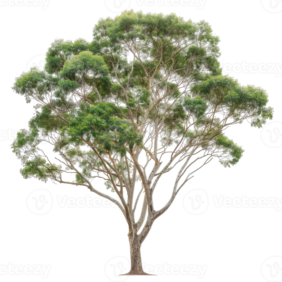 Eucalyptus Tree With Green Leaves And White Branches png