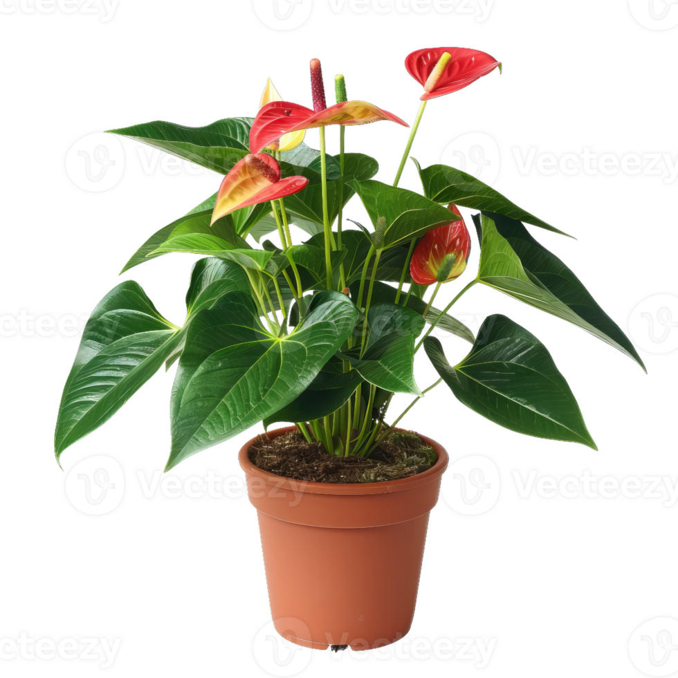 Potted Anthurium Plant With Red Flowers And Green Leaves png