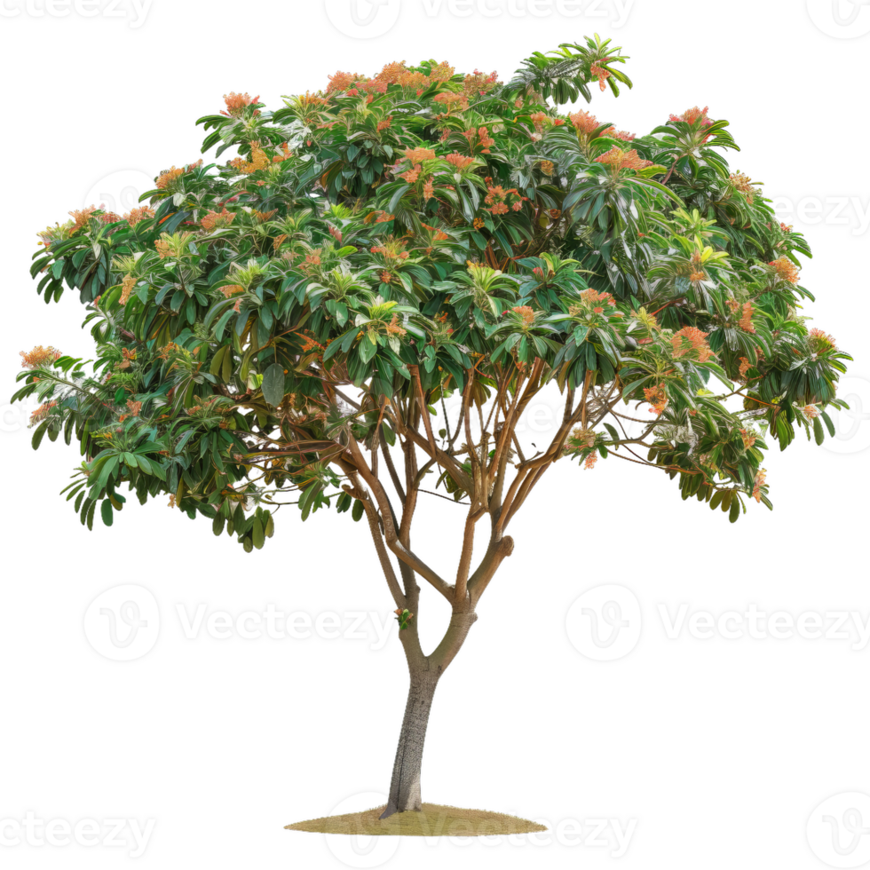Flowering Loquat Tree With Green Leaves, Transparent png