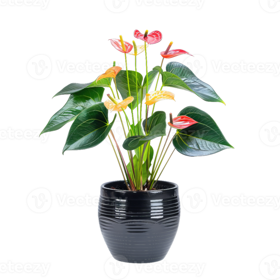 Elegant Anthurium Plant In Pot, Multicolor Flowers png