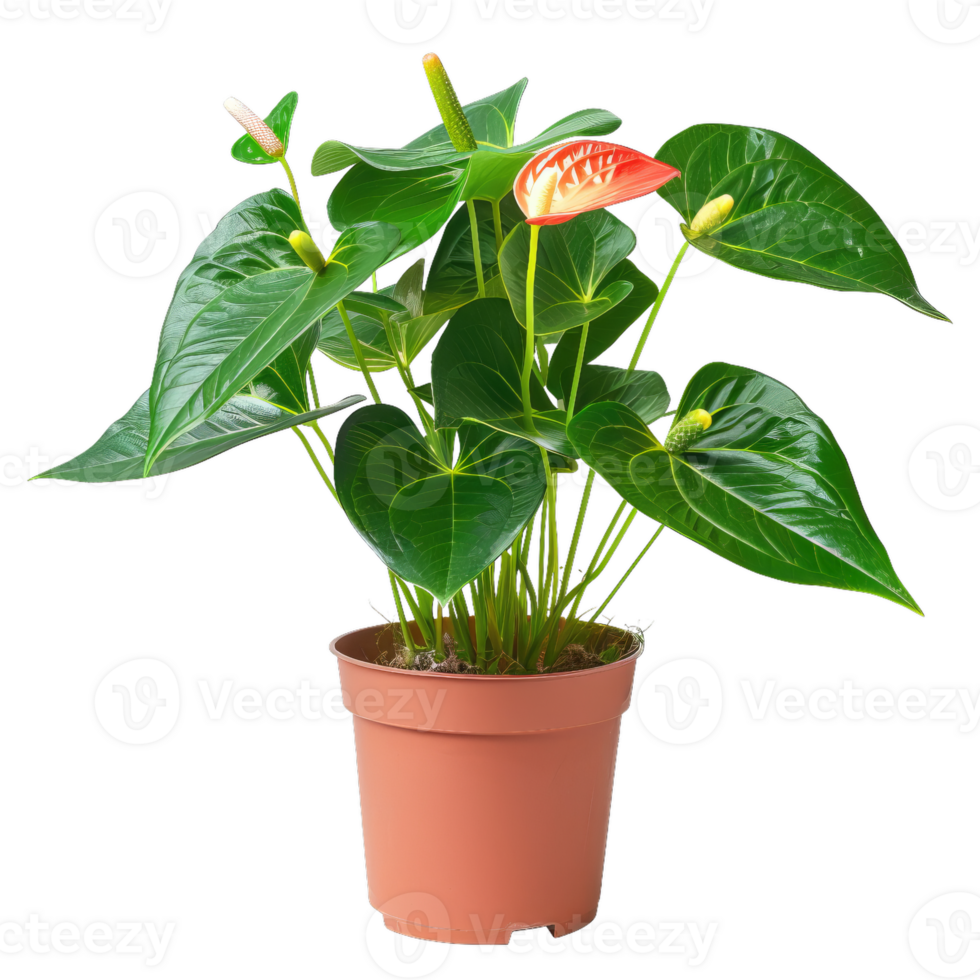 Potted Anthurium Plant With Red And Green Foliage png