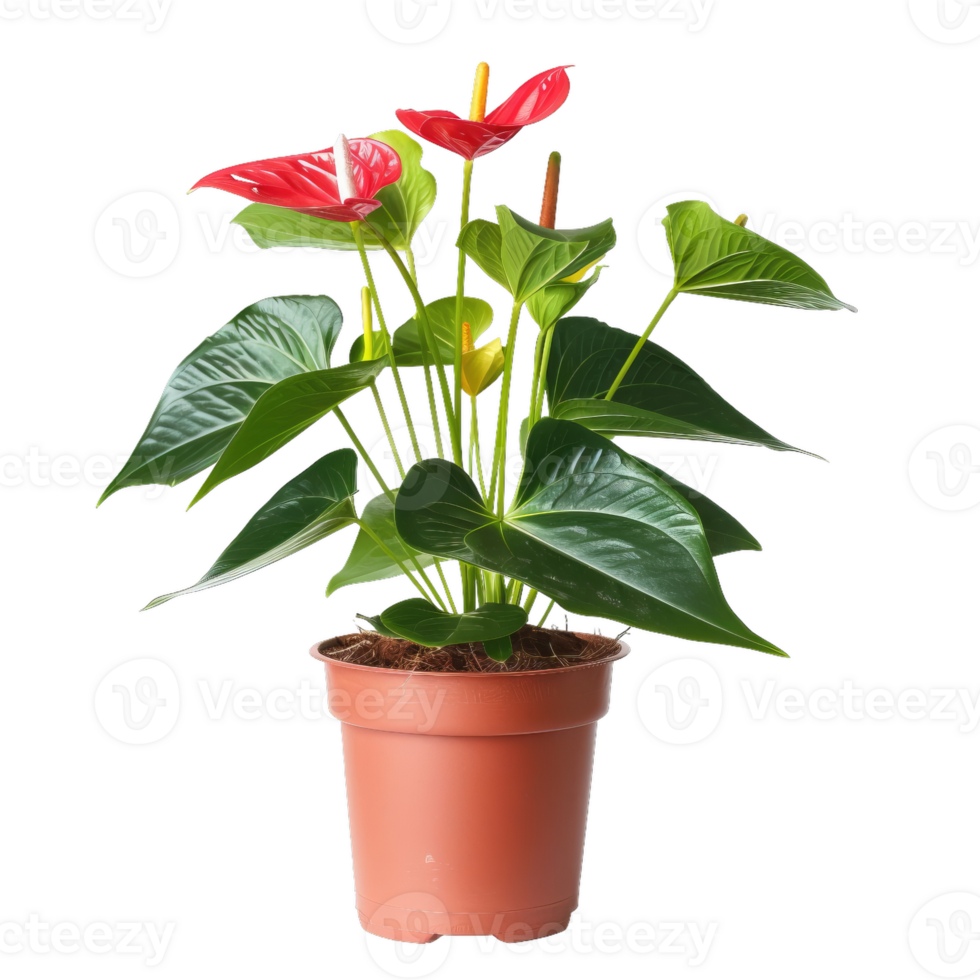 Anthurium Plant With Red Flowers In A Pot png
