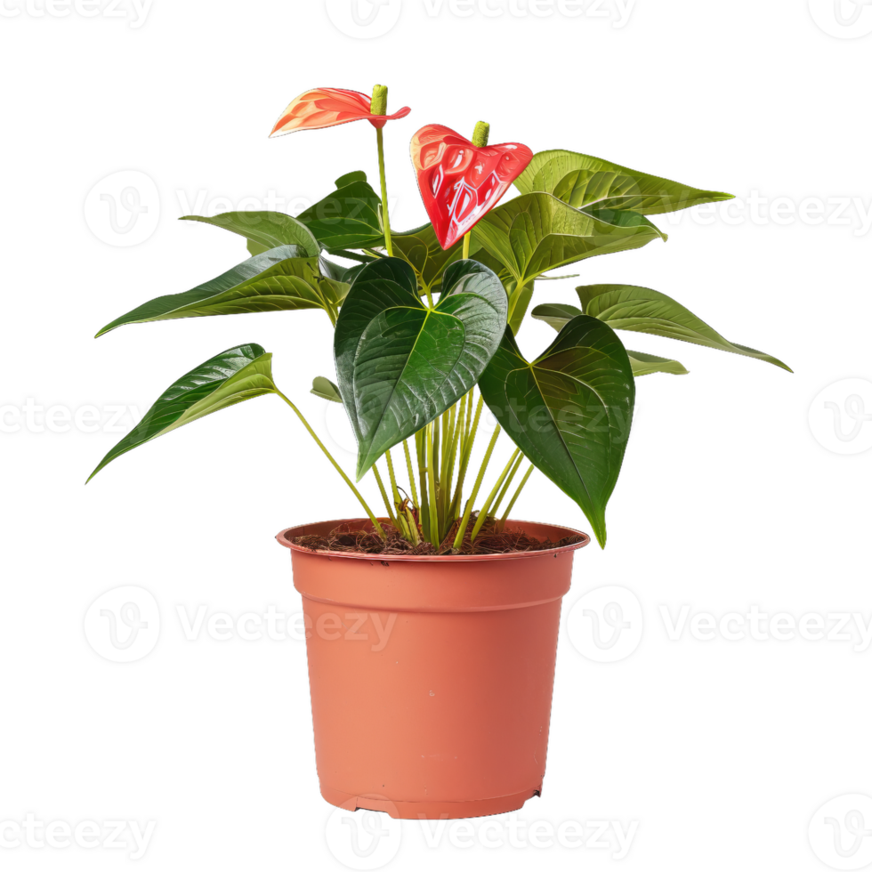 Potted Anthurium Plant With Red Blooms And Green Leaves png
