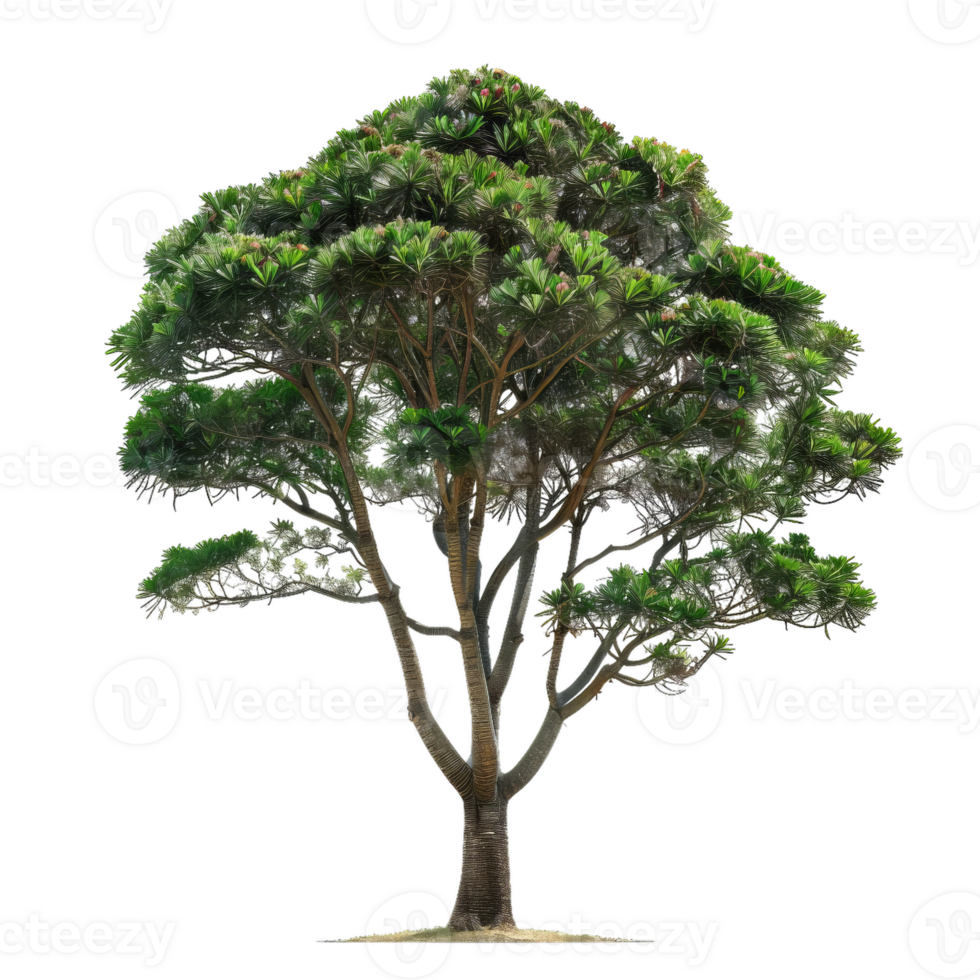 Evergreen Tree With Dense Green Foliage And Textured Bark png