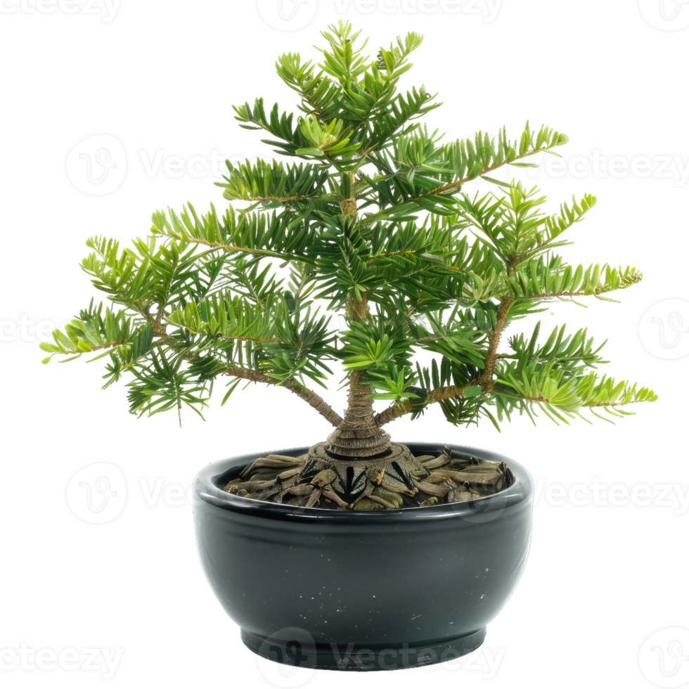Elegant Fir Bonsai Tree In Black Pot, Tiny Evergreen Plant png