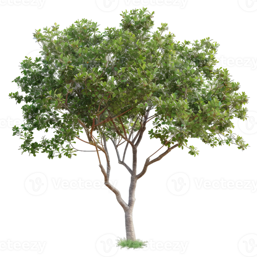 Tropical Tree With Green Foliage, Detailed Branches And Trunk On Transparent Background png