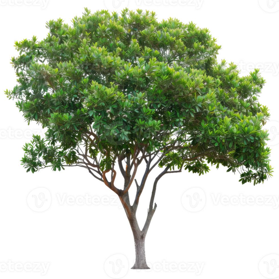 Vibrant Green Tree With Textured Bark, Natural Element For Design png