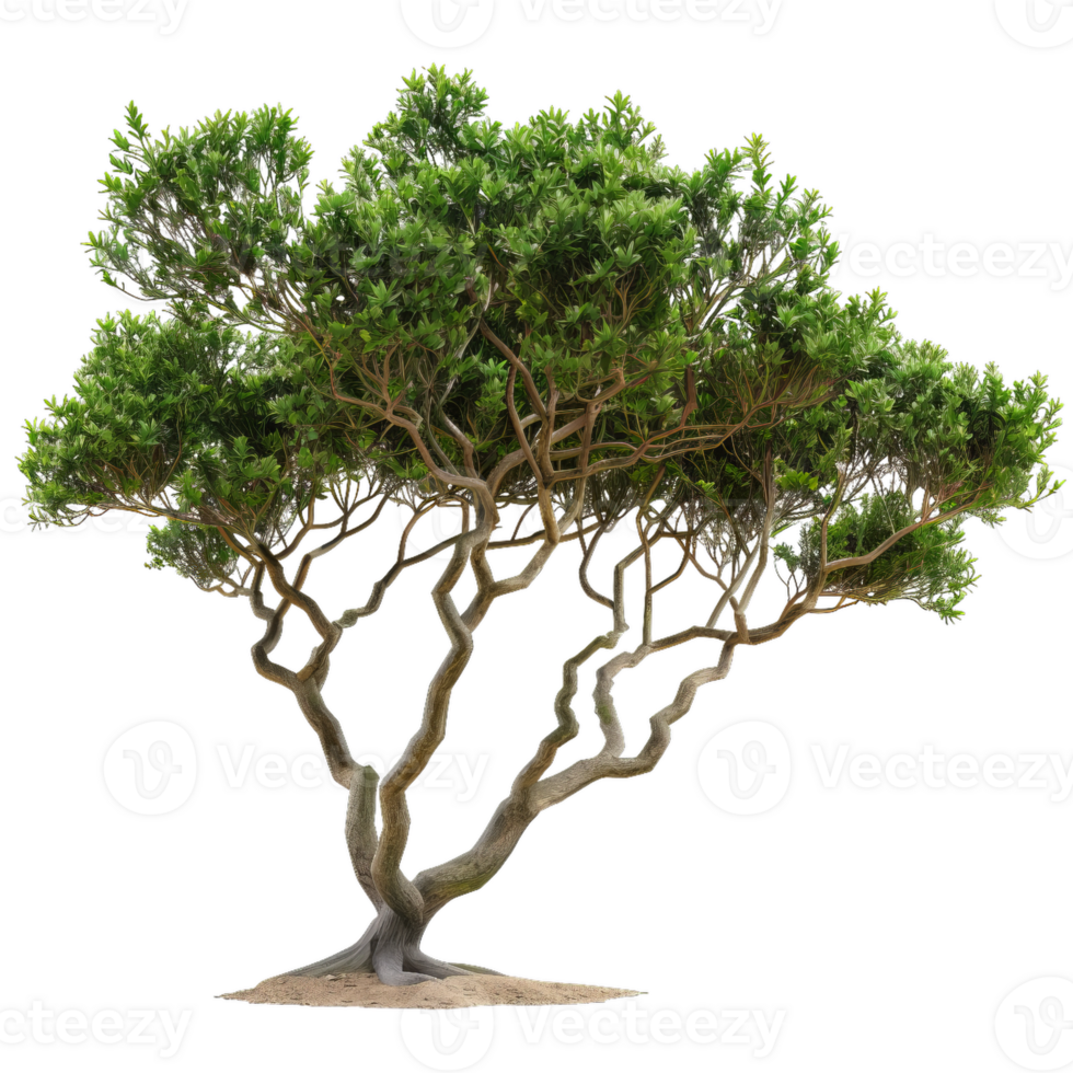 Mature Tree With Twisted Branches And Lush Green Leaves png