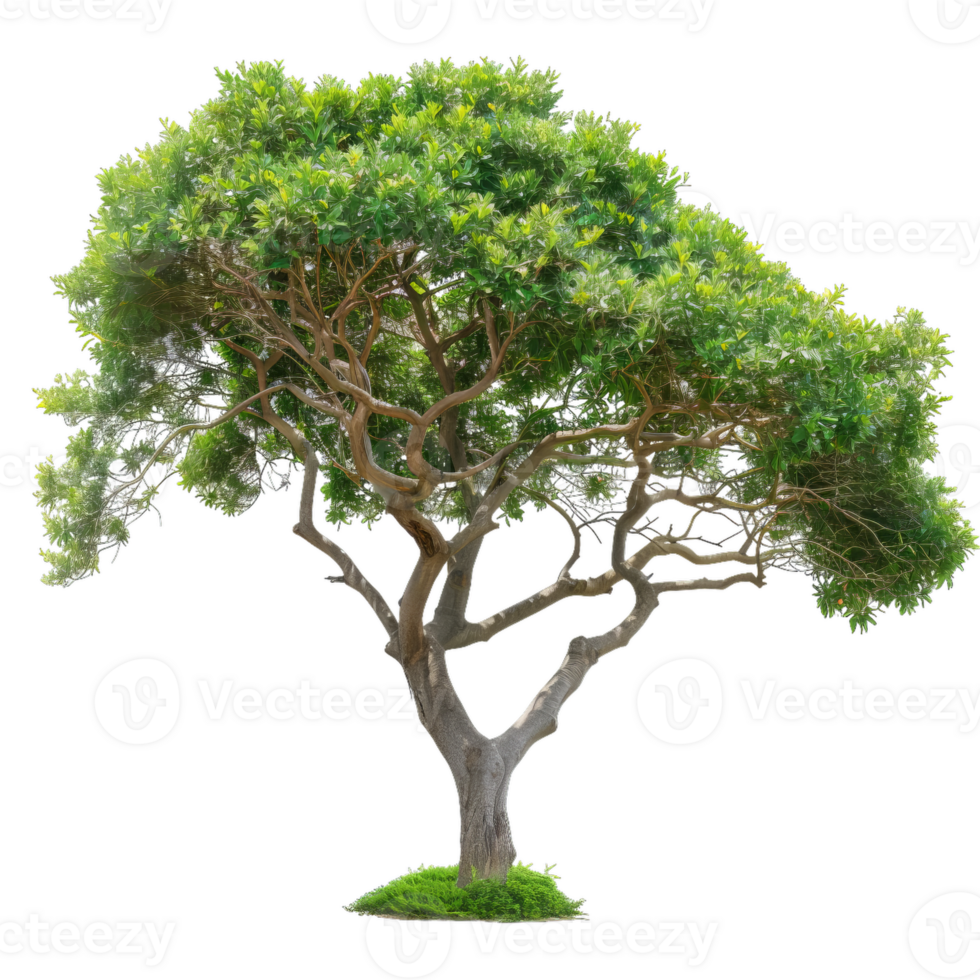 Deciduous Tree With Green Leaves And Intricate Branching png