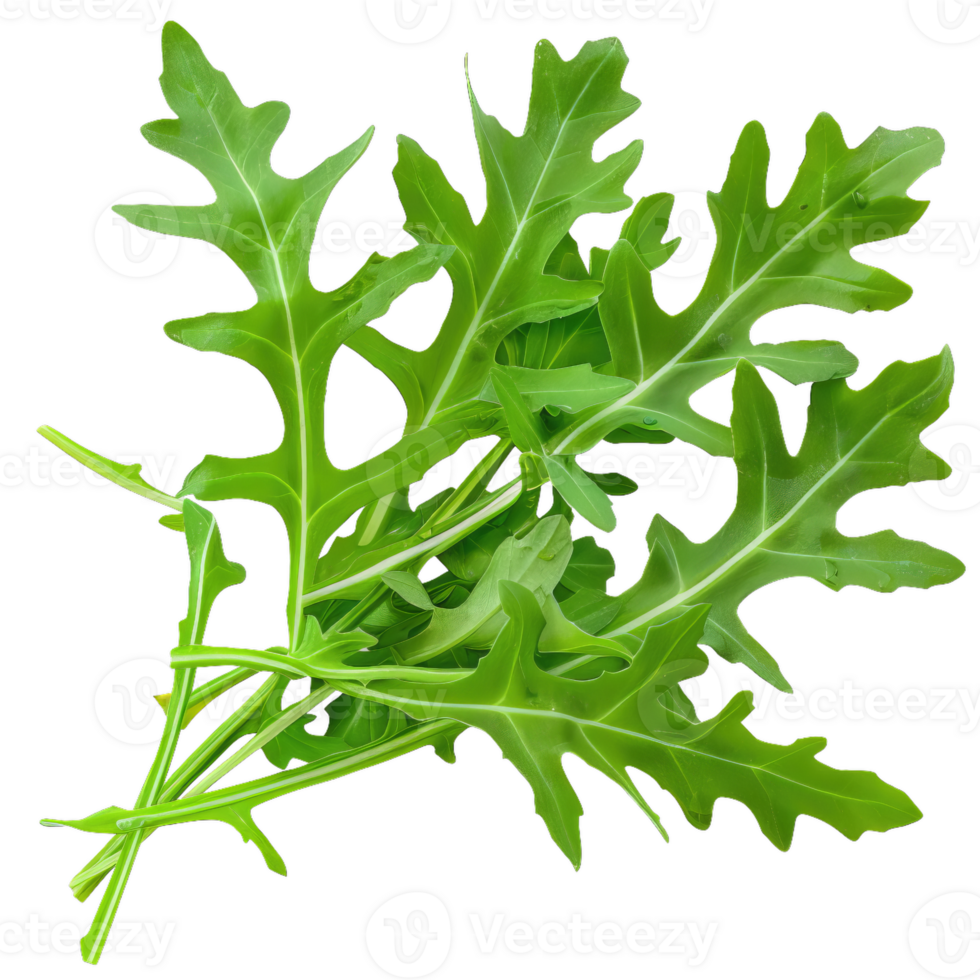 Fresh Arugula Bunch, Green Salad Leaf, Healthy Eating Ingredient png